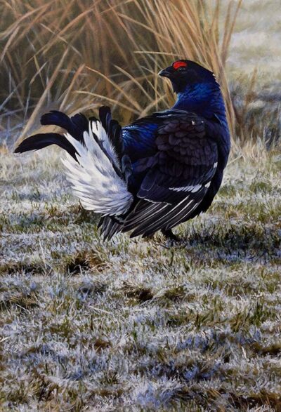 Black Grouse by Andrew Ellis