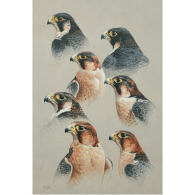 head studeis of peregrine sub species art print by andrew ellis