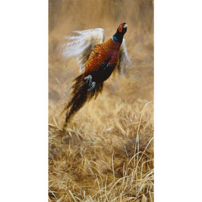 pheasant rise limited edition art print by andrew ellis