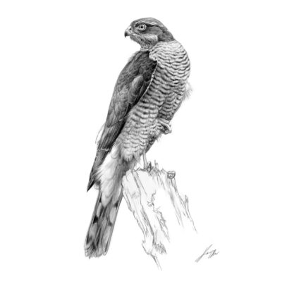 sparrowhawk sketch art print by Andrew Ellis