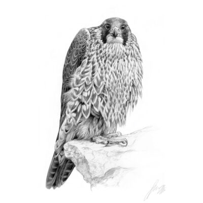 peregrine sketch art print by andrew ellis