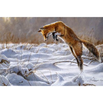 fire and ice, red fox art print by andrew ellis