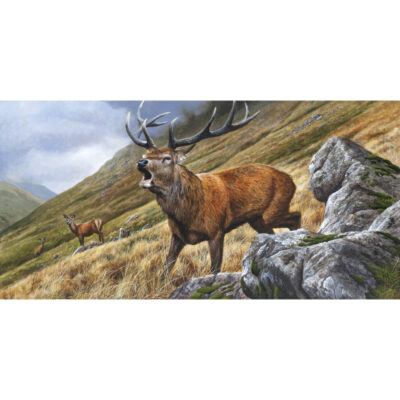 The challenger, red deer art print by andrew ellis
