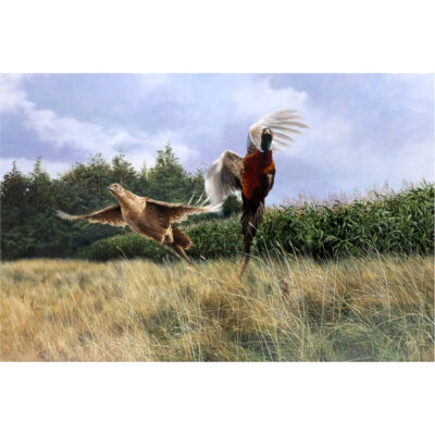 pheasants taking off art print by andrew ellis