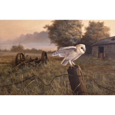 bygone days, barn owl print by andrew ellis