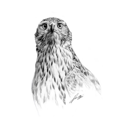 goshwak sketch print by andrew ellis