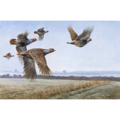english partridges in flight art print by andrew ellis