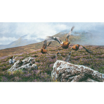 get em up flushing grouse art print by andrew ellis