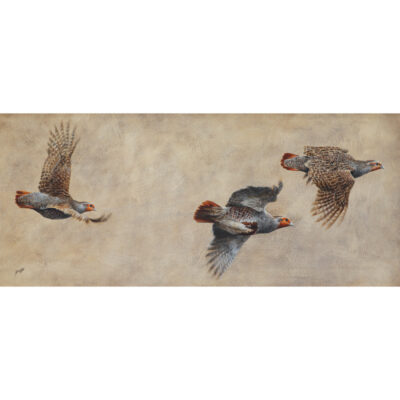 partridge flurry art print by andrew ellis