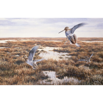 snipe on dartmoor art print by andrew ellis