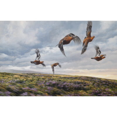 skimming the heather, grouse over moorland art print by andrew ellis