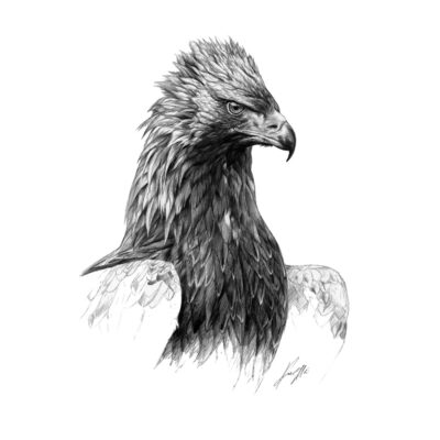 eagle head sketch by andrew ellis