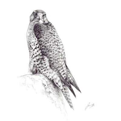 grey gyr falcon on rocks sketch print by andrew ellis