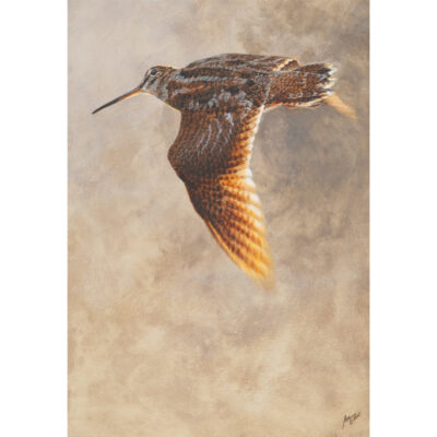 evening light woodcock art print by andrew ellis