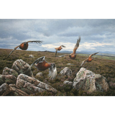 inverness grouse art print by andrew ellis