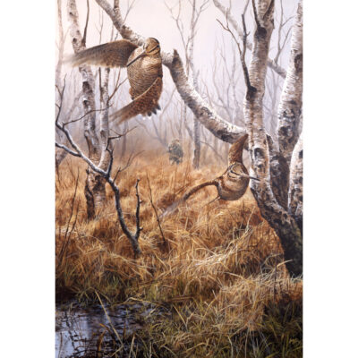 woodcock rising art print by andrew ellis