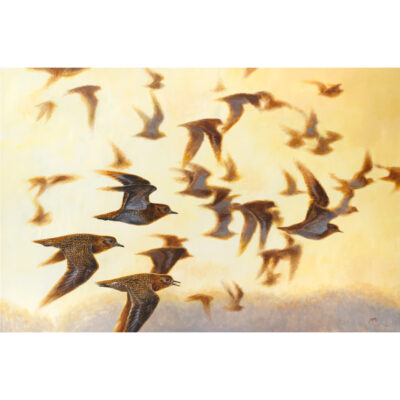 golden plover art print by andrew ellis