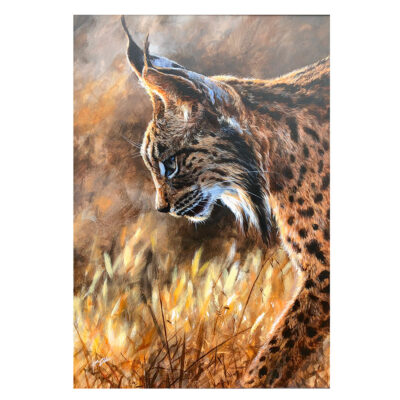 iberian lynx original painting by andrew ellis