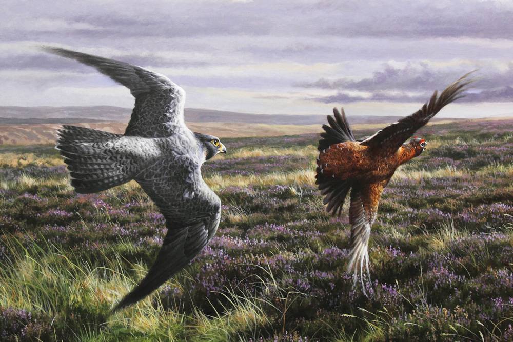 peregrine-red-grouse-card2 peregrine and red grouse greeting card