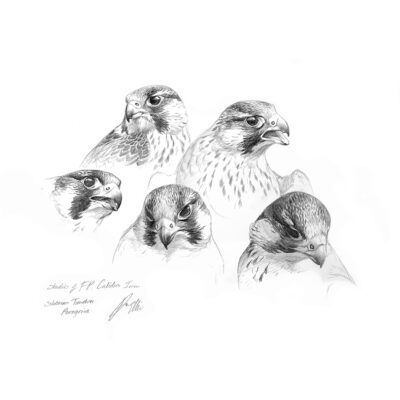 calidus, siberian peregrine falcon study